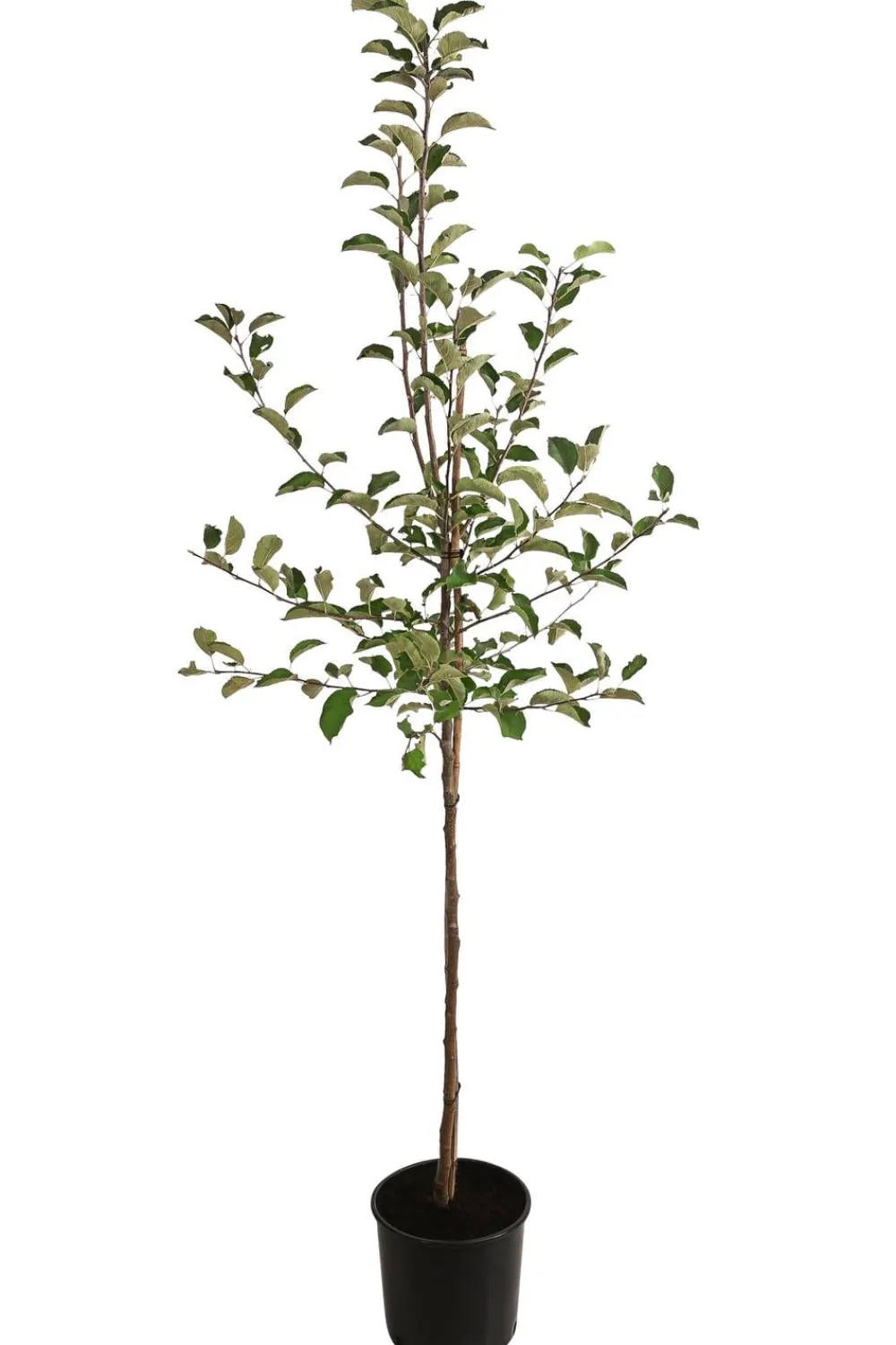 Dehner Winterapfel 'Jonagold' Rot Online