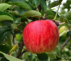 Dehner Winterapfel 'Jonagold' Rot Online