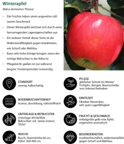 Dehner Obstbäume|Birnen- & Apfelbäume - Winterapfel 'Pinova'