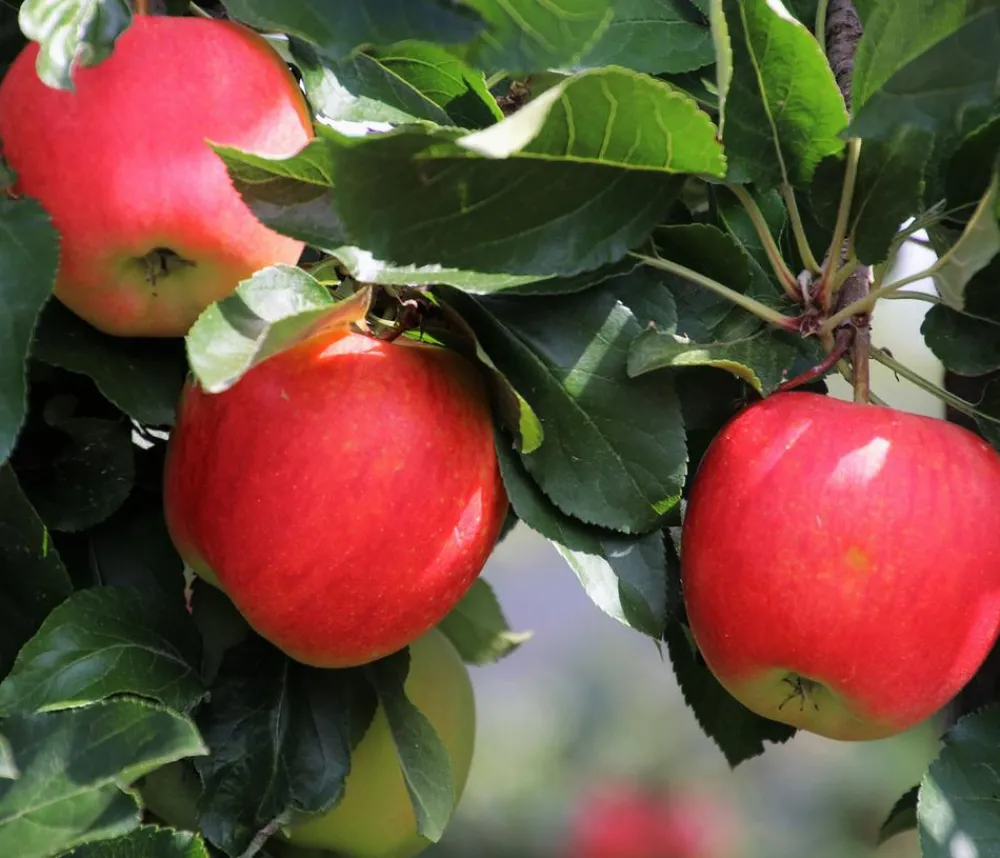 Dehner Obstbäume|Birnen- & Apfelbäume - Winterapfel 'Pinova'
