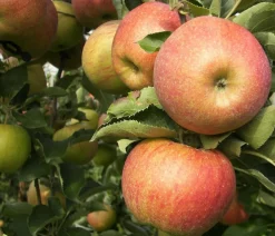 Dehner Winterapfel 'Roter Boskoop' Dunkelrot Outlet