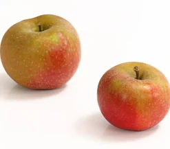 Dehner Winterapfel 'Roter Boskoop' Dunkelrot Outlet
