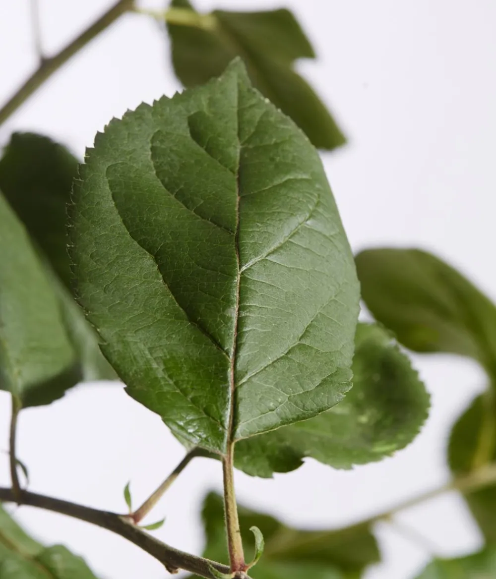 Dehner Winterapfel 'Roter Boskoop' Dunkelrot Outlet