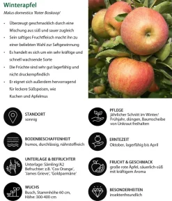Dehner Obstbäume|Birnen- & Apfelbäume - Winterapfel 'Roter Boskoop' Dunkelrot