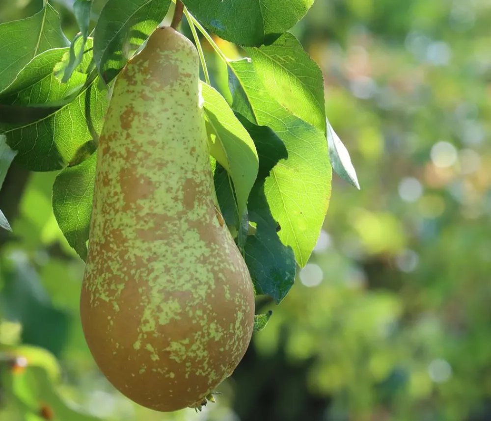 Dehner Obstbäume|Birnen- & Apfelbäume - Winterbirne 'Novembra'