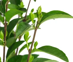 Dehner Wintergrüner Liguster 'Atrovirens' Dunkelgrün Online