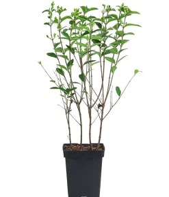 Dehner Wintergrüner Liguster 'Atrovirens' Dunkelgrün Online