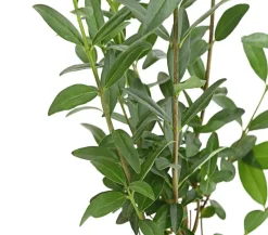 Dehner Laubgehölze|Heckenpflanzen > Wintergrüner Liguster 'Atrovirens'