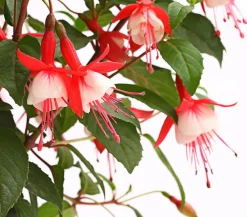 Dehner Winterharte Fuchsie, verschiedene Sorten Outlet