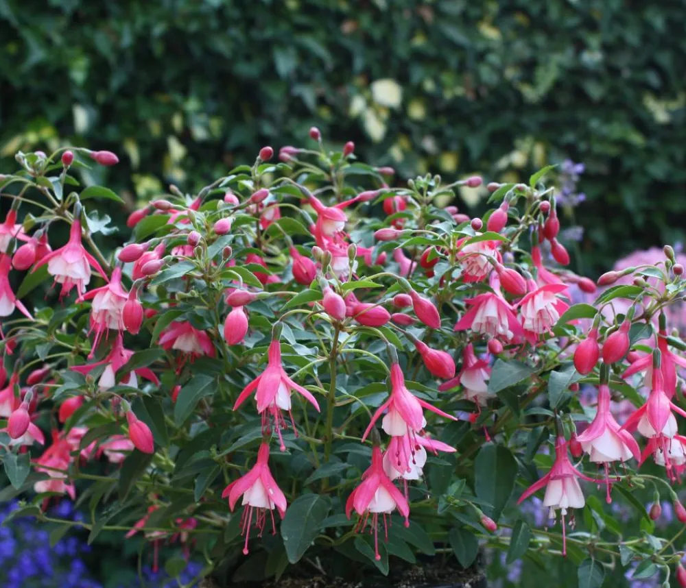 Dehner Winterharte Fuchsie, verschiedene Sorten Outlet