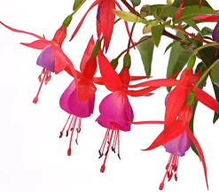Dehner Winterharte Fuchsie, verschiedene Sorten Outlet