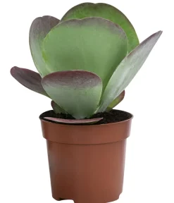 Dehner Sukkulenten|Kalanchoen > Wüstenkohl - Kalanchoe thyrsiflora 'Red Lips'