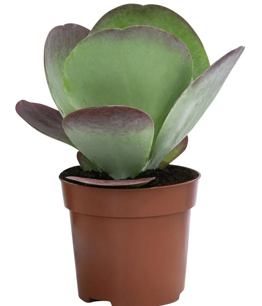 Dehner Sukkulenten|Kalanchoen > Wüstenkohl - Kalanchoe thyrsiflora 'Red Lips'