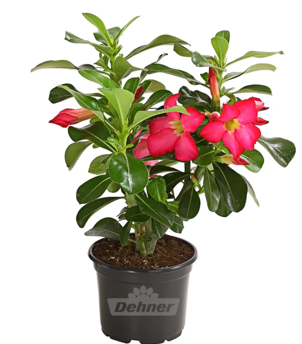 Dehner Markenqualität Sukkulenten - Wüstenrose