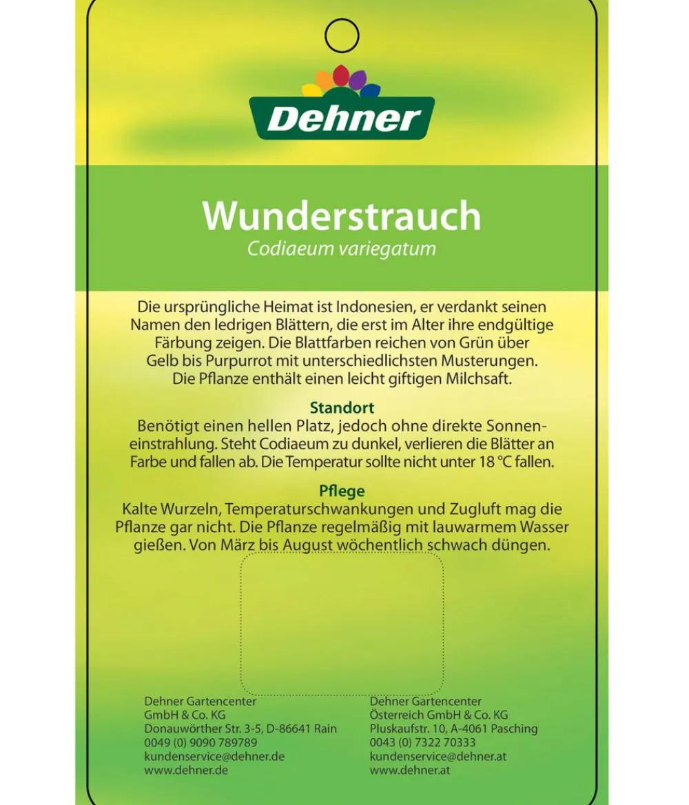 Dehner Grünpflanzen > Wunderstrauch - Codiaeum variegatum, verschiedene Sorten