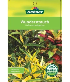 Dehner Grünpflanzen > Wunderstrauch - Codiaeum variegatum, verschiedene Sorten