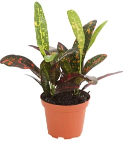 Dehner Grünpflanzen > Wunderstrauch - Codiaeum variegatum, verschiedene Sorten