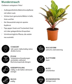 Dehner Grünpflanzen|Solitärpflanzen - Wunderstrauch - Codiaeum variegatum 'Petra' Bunt