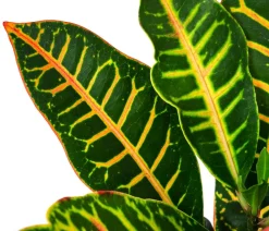 Dehner Hydropflanzen|Grünpflanzen > Wunderstrauch - Codiaeum variegatum 'Petra', Hydrokultur