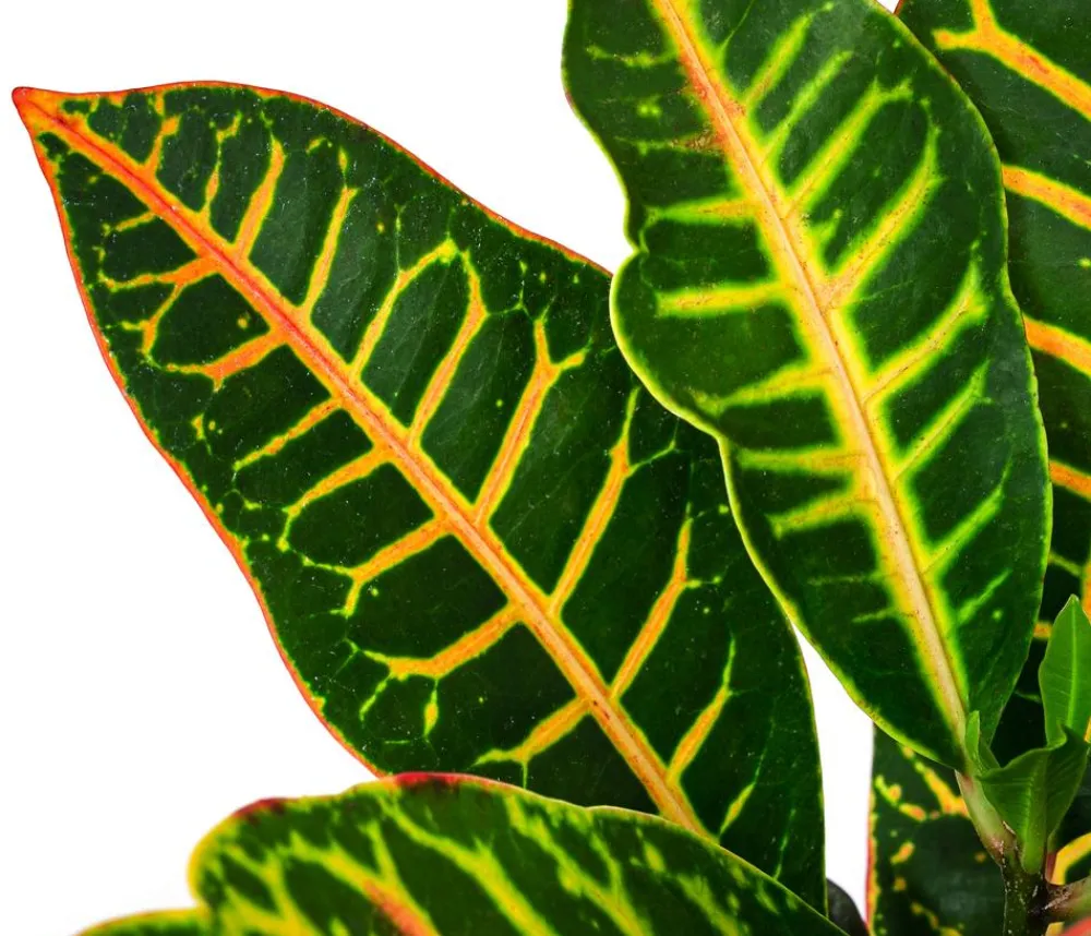 Dehner Hydropflanzen|Grünpflanzen > Wunderstrauch - Codiaeum variegatum 'Petra', Hydrokultur
