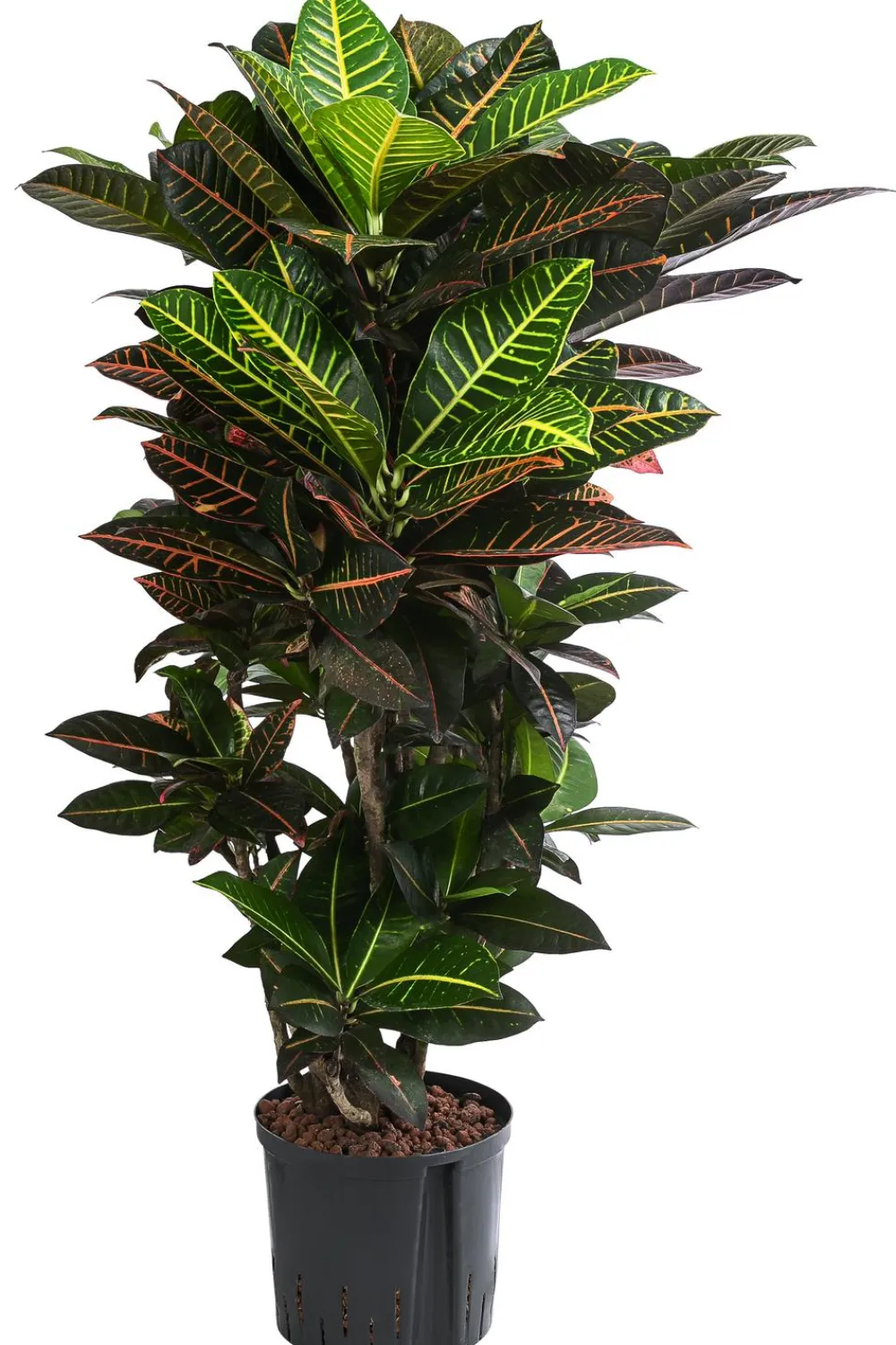 Dehner Wunderstrauch - Codiaeum variegatum 'Petra', Hydrokultur Bunt Outlet