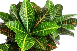Dehner Wunderstrauch - Codiaeum variegatum 'Petra', Hydrokultur Bunt Outlet