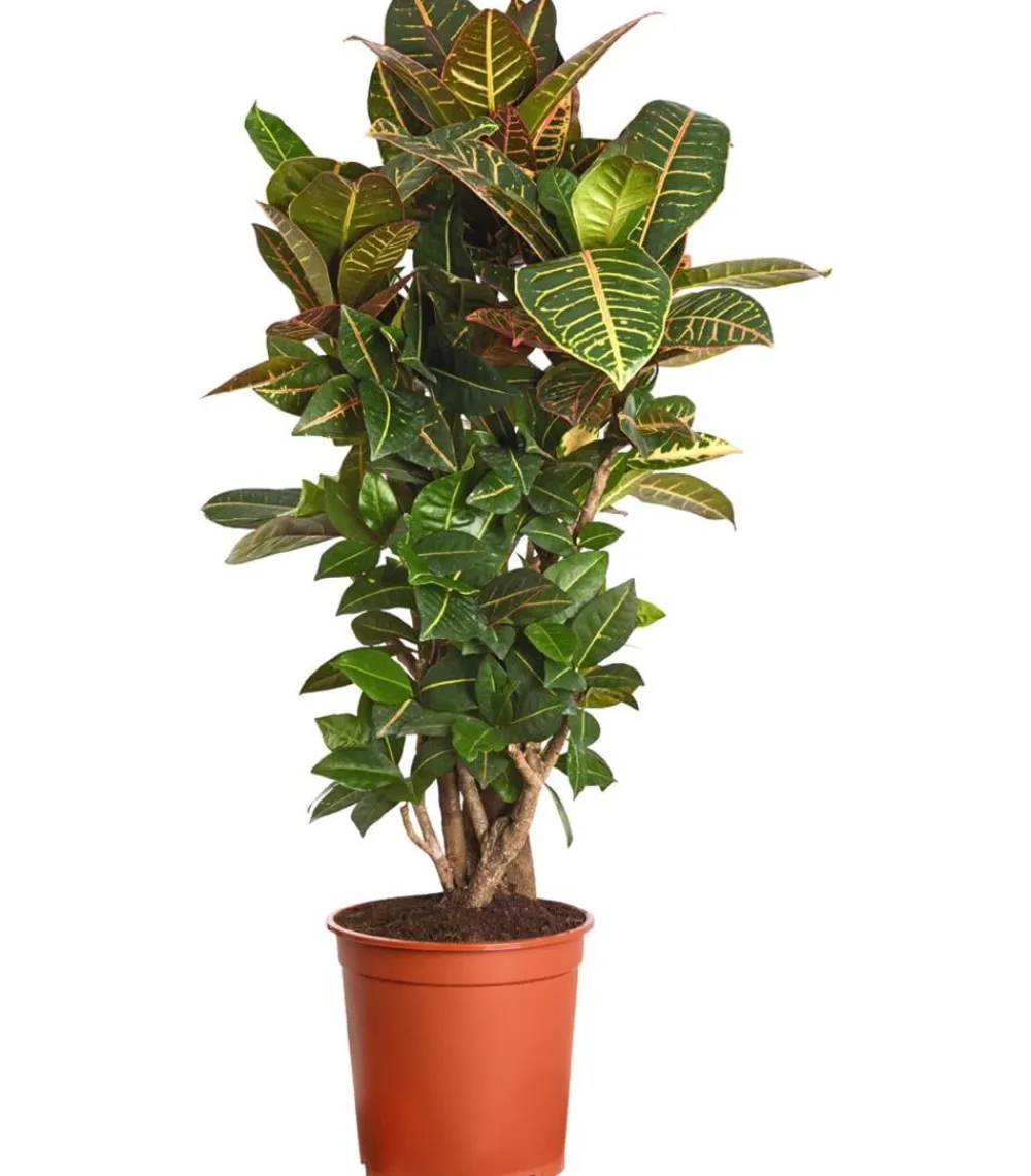 Dehner Grünpflanzen|Solitärpflanzen > Wunderstrauch - Codiaeum variegatum 'Petra'