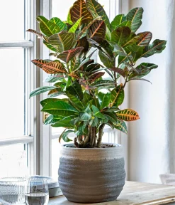 Dehner Grünpflanzen|Solitärpflanzen > Wunderstrauch - Codiaeum variegatum 'Petra'