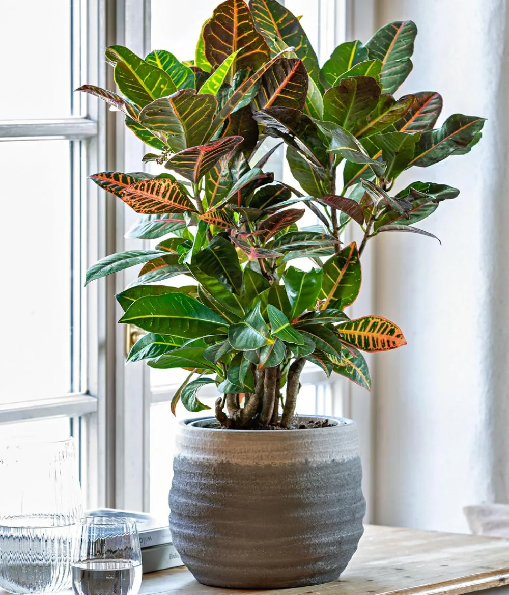 Dehner Grünpflanzen|Solitärpflanzen > Wunderstrauch - Codiaeum variegatum 'Petra'