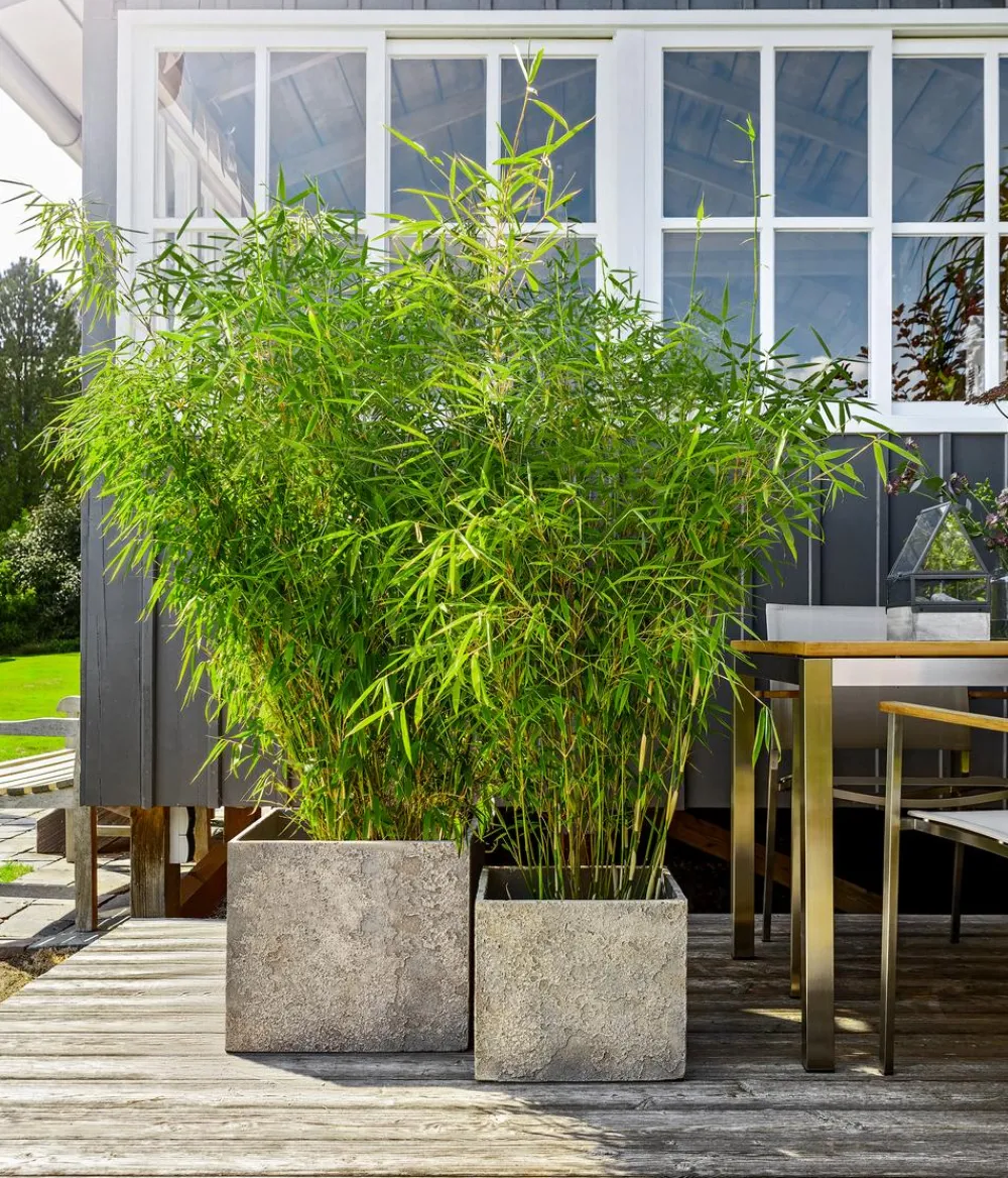 Dehner Bambus|Xxl-Gartenpflanzen > XXL Drachenschuppenbambus 'Blue Lizard®'