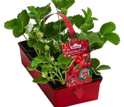 Dehner Erdbeer-Ernte Erdbeerpflanzen - XXL Erdbeere 'Sweet Mary', 8er-Schale Rot