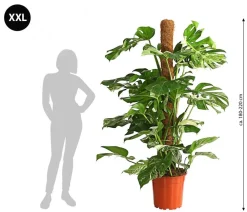 Dehner XXL Fensterblatt - Monstera deliciosa 'Variegata', ca. 180-220 cm Online