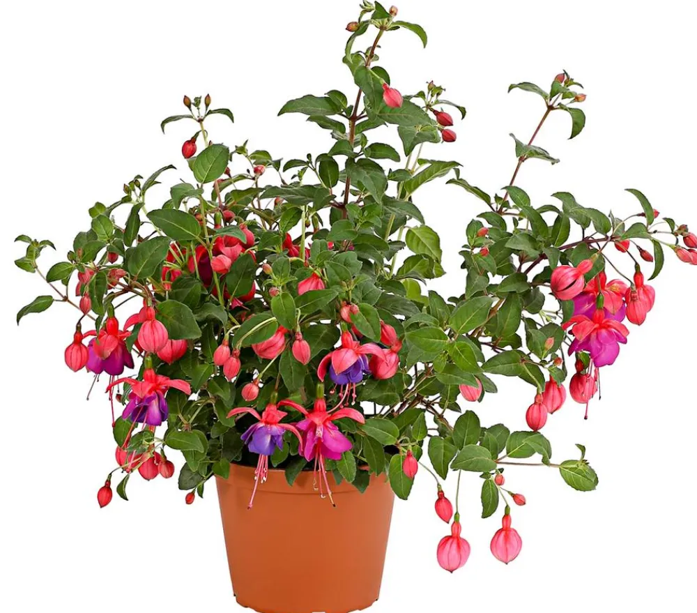 Dehner XXL Fuchsie, stehend, verschiedene Sorten Sale