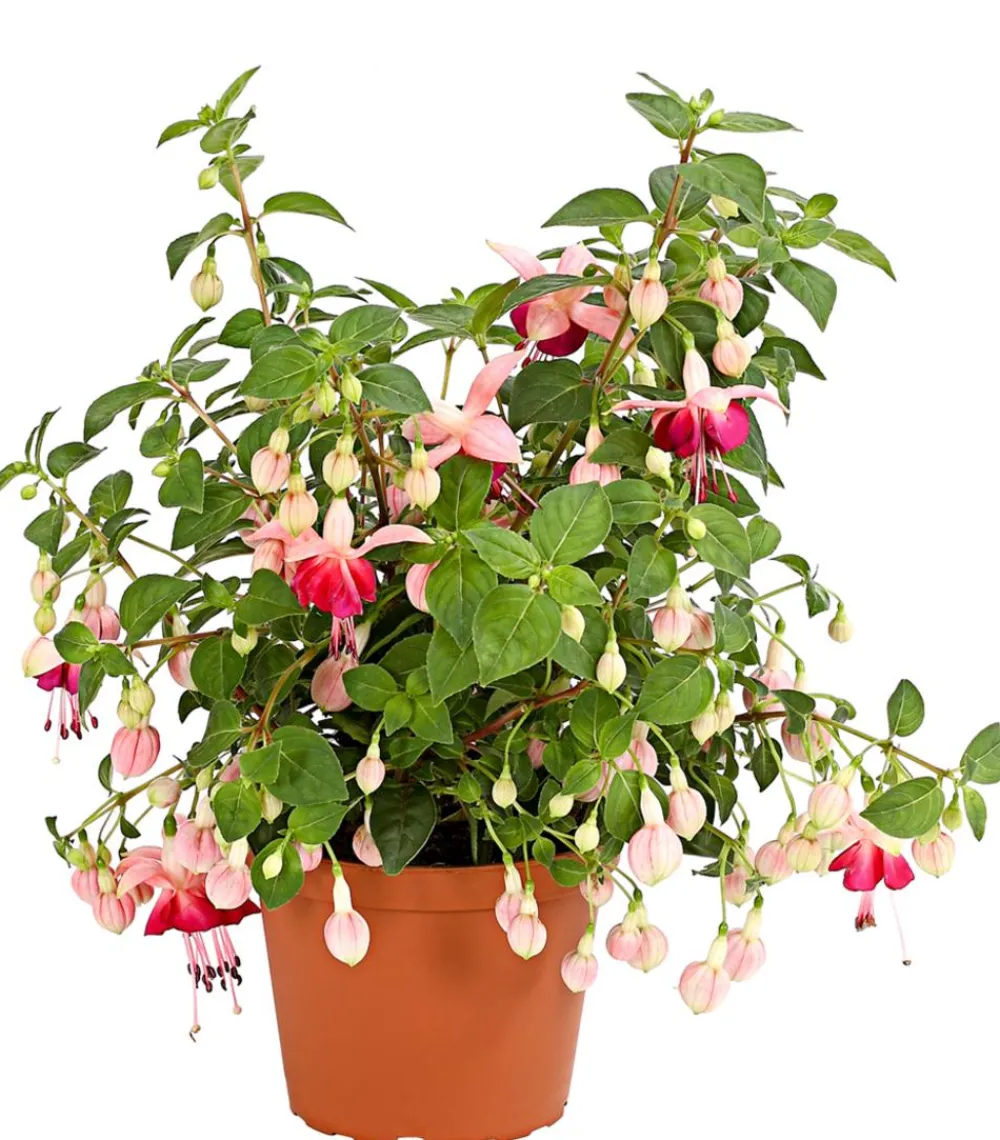 Dehner XXL Fuchsie, stehend, verschiedene Sorten Sale