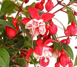 Dehner XXL Fuchsie, stehend, verschiedene Sorten Sale