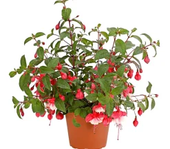 Dehner XXL Fuchsie, stehend, verschiedene Sorten Sale
