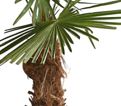 Dehner Palmen|Terrassenpflanzen > XXL Hanfpalme, ca. 180-210 cm