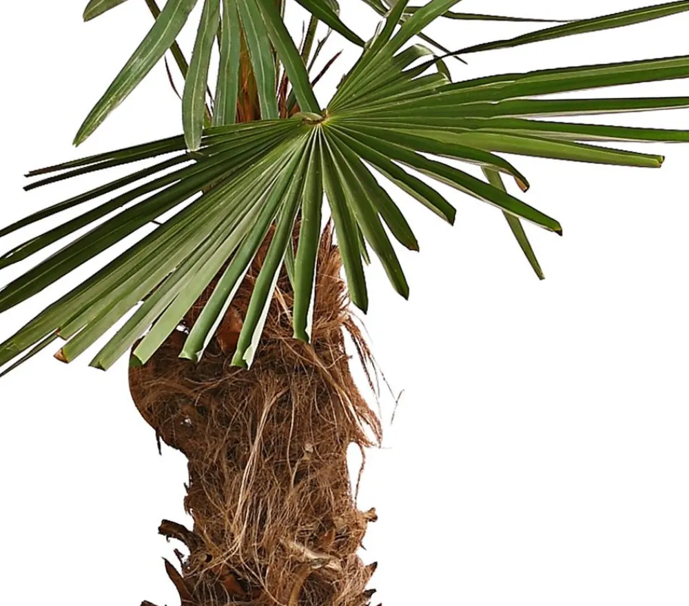 Dehner Palmen|Terrassenpflanzen > XXL Hanfpalme, ca. 180-210 cm