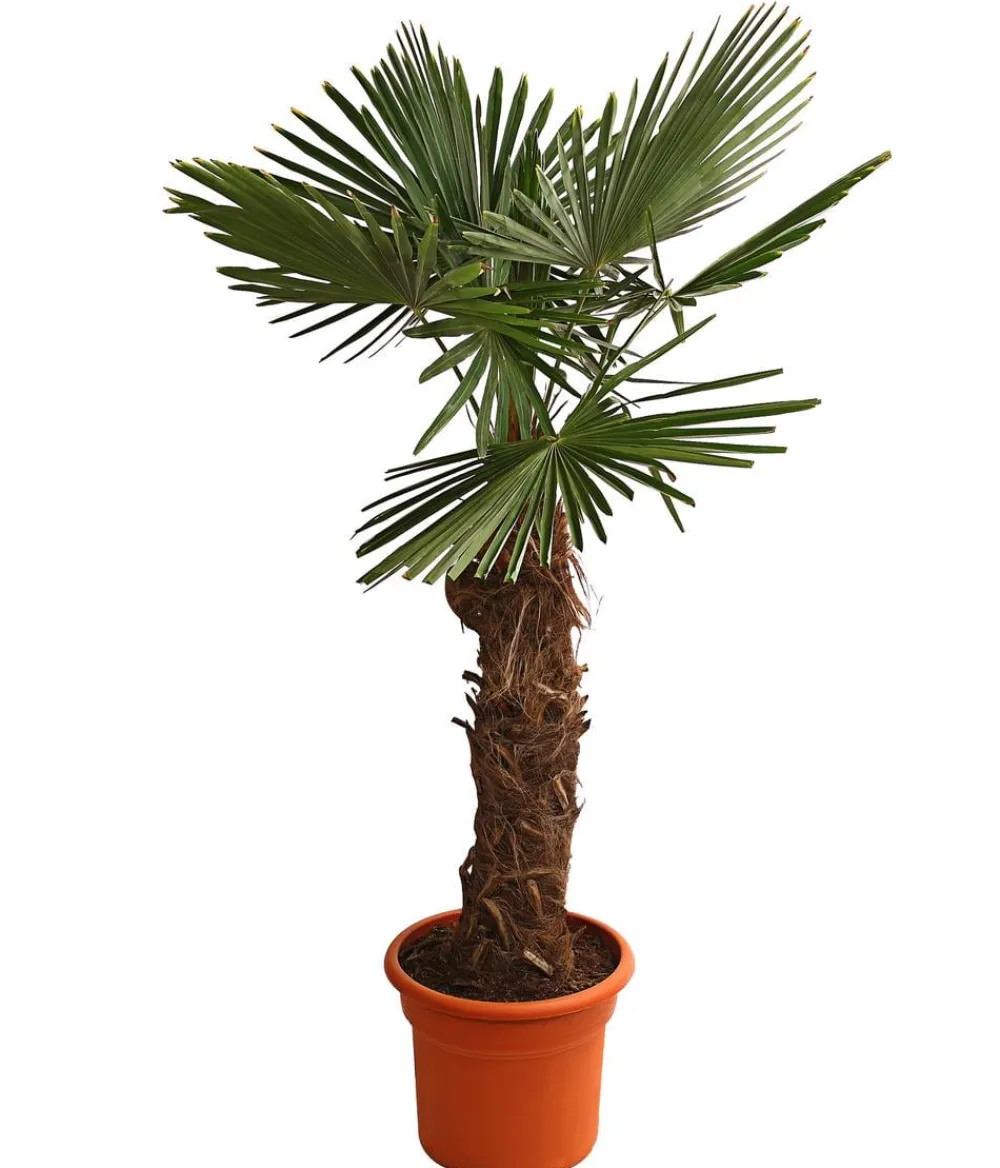 Dehner Palmen|Terrassenpflanzen > XXL Hanfpalme, ca. 180-210 cm