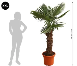 Dehner Palmen|Terrassenpflanzen > XXL Hanfpalme, ca. 180-210 cm