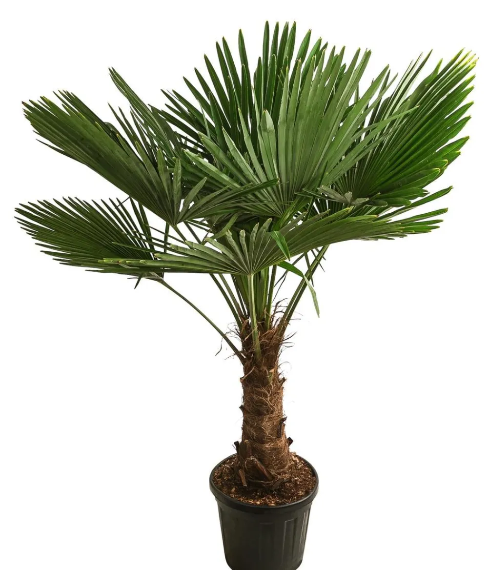 Dehner XXL Hanfpalme, ca. 150-180 cm Grün Sale