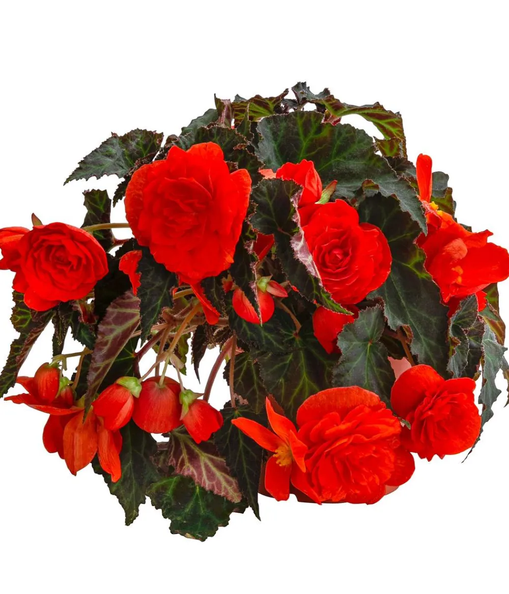 Dehner XXL Hängebegonie 'Belina Orange' Rot New