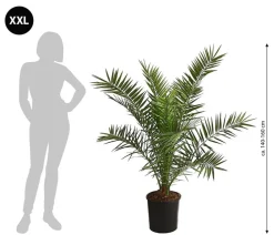 Dehner Palmen|Terrassenpflanzen > XXL Kanarische Dattelpalme