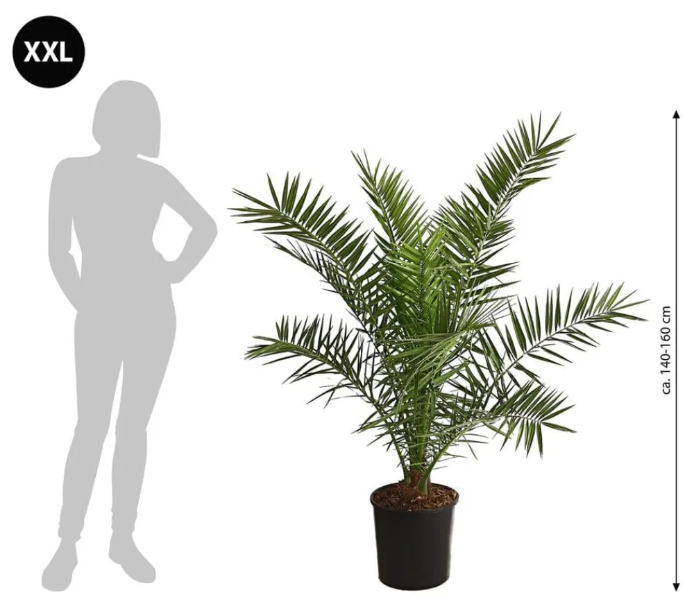 Dehner Palmen|Terrassenpflanzen > XXL Kanarische Dattelpalme