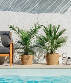 Dehner Palmen|Terrassenpflanzen > XXL Kanarische Dattelpalme