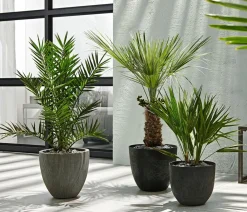 Dehner Palmen|Terrassenpflanzen - XXL Kanarische Dattelpalme Grün