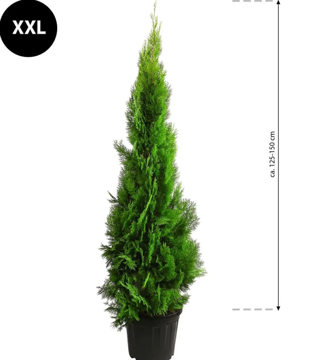 Dehner XXL Lebensbaum 'Pyramidalis Aurea', ca. 125-150 cm Hot