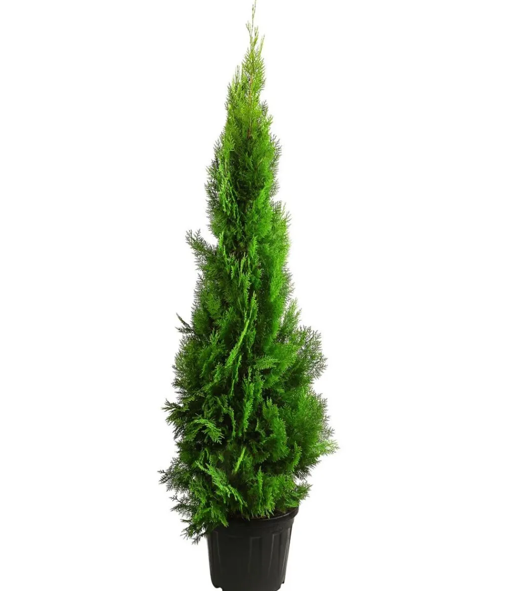 Dehner XXL Lebensbaum 'Pyramidalis Aurea', ca. 125-150 cm Hot