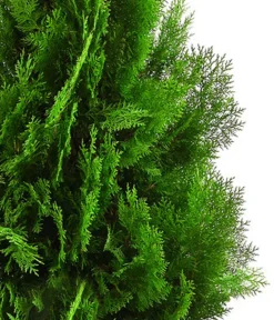 Dehner XXL Lebensbaum 'Pyramidalis Aurea', ca. 125-150 cm Hot
