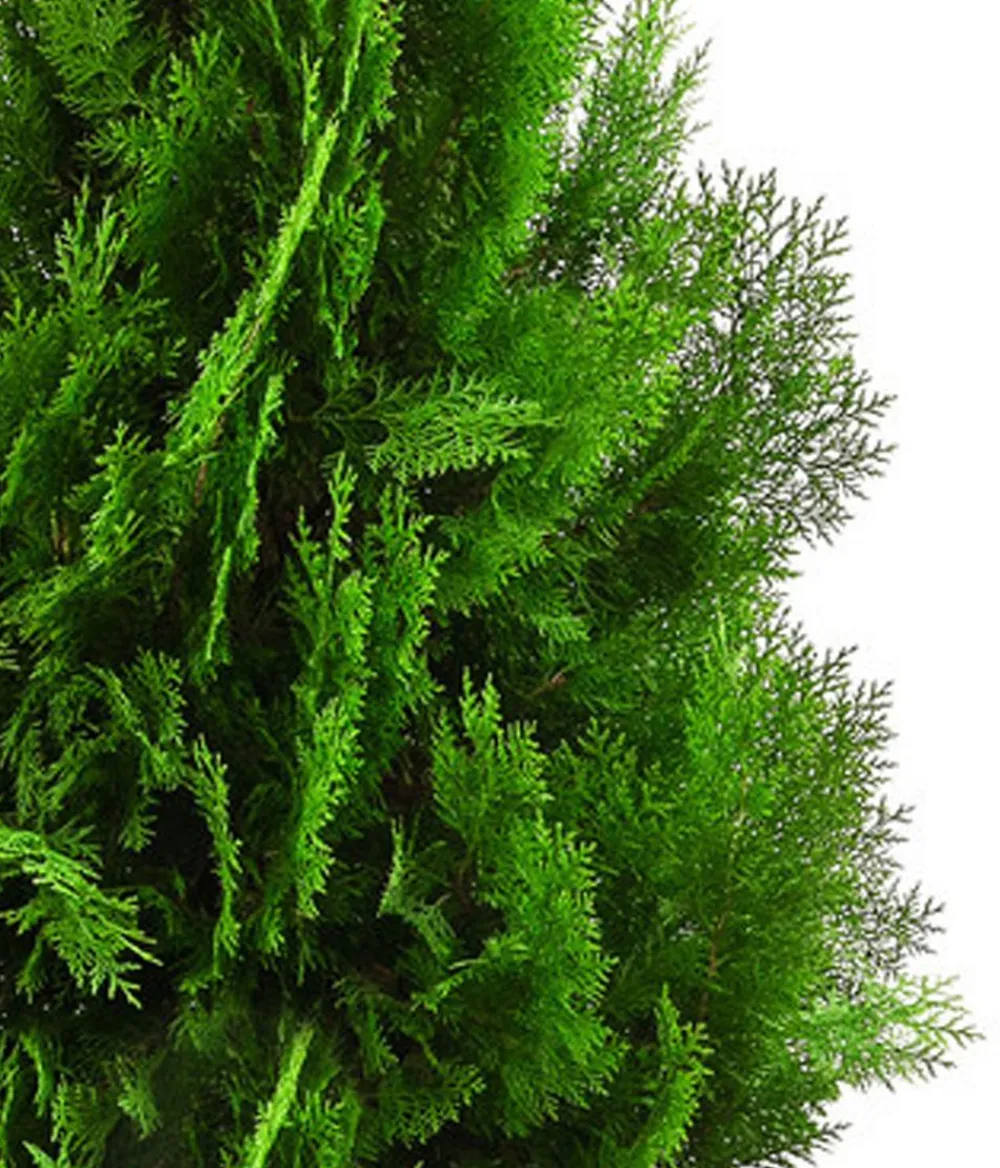 Dehner XXL Lebensbaum 'Pyramidalis Aurea', ca. 125-150 cm Hot